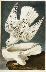 Islandia Lub Sokół Jer. sokół autorstwa John James Audubon