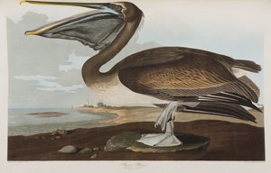 Ilustracja z „Birds of America” autorstwa John James Audubon