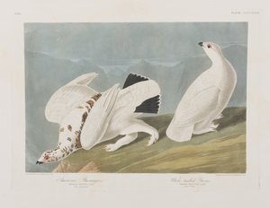 Ilustracja z „Birds of America” autorstwa John James Audubon