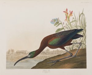 Ilustracja z „Birds of America” autorstwa John James Audubon