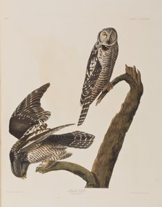 Ilustracja z „Birds of America” autorstwa John James Audubon