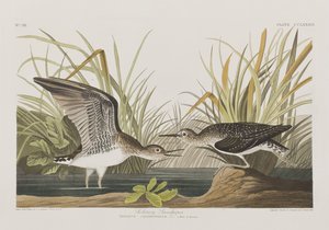Ilustracja z „Birds of America” autorstwa John James Audubon
