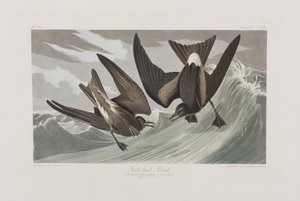 Ilustracja z „Birds of America” autorstwa John James Audubon