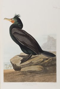 Ilustracja z „Birds of America” autorstwa John James Audubon