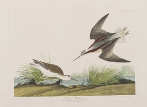 Ilustracja z „Birds of America” autorstwa John James Audubon