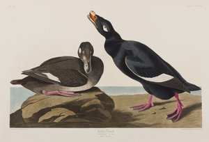 Ilustracja z "Ptaków Ameryki autorstwa John James Audubon
