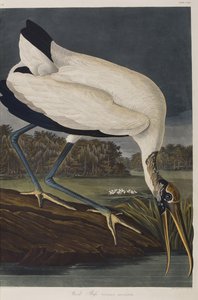 Ilustracja z „Birds of America” autorstwa John James Audubon