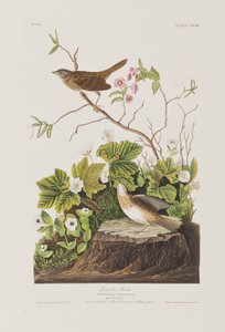 Ilustracja z „Birds of America” autorstwa John James Audubon