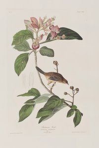 Ilustracja z „Birds of America” autorstwa John James Audubon