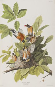 Ilustracja z „Birds of America” autorstwa John James Audubon
