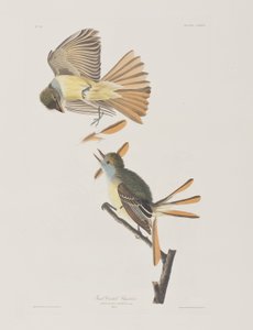 Ilustracja z „Birds of America” autorstwa John James Audubon