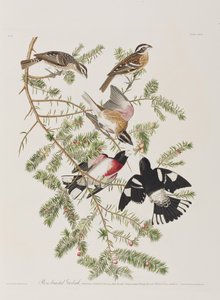 Ilustracja z „Birds of America” autorstwa John James Audubon