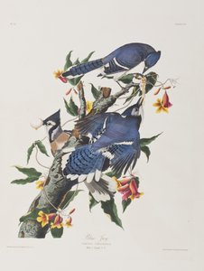 Ilustracja z „Birds of America” autorstwa John James Audubon