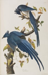 Ilustracja z „Birds of America” autorstwa John James Audubon