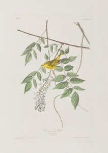 Ilustracja z „Birds of America” autorstwa John James Audubon