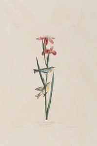 Ilustracja z „Birds of America” autorstwa John James Audubon
