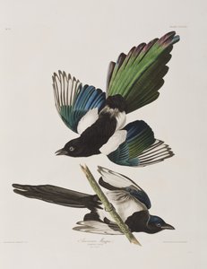 Ilustracja z „Birds of America” autorstwa John James Audubon