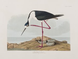 Ilustracja z „Birds of America” autorstwa John James Audubon