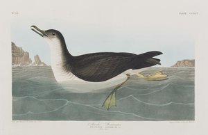 Ilustracja z „Birds of America” autorstwa John James Audubon