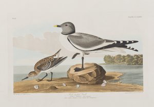 Ilustracja z „Birds of America” autorstwa John James Audubon