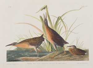 Ilustracja z „Birds of America” autorstwa John James Audubon