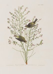 Ilustracja z „Birds of America” autorstwa John James Audubon