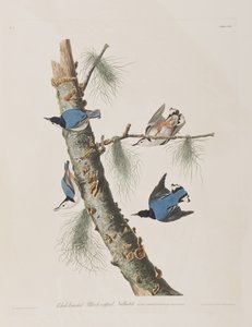 Ilustracja z „Birds of America” autorstwa John James Audubon