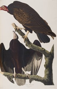 Ilustracja z „Birds of America” autorstwa John James Audubon