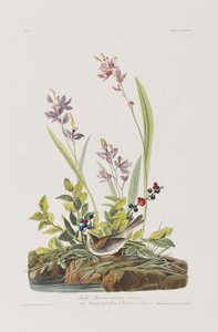 Ilustracja z „Birds of America” autorstwa John James Audubon