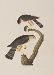 Ilustracja z „Birds of America” autorstwa John James Audubon