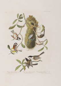 Ilustracja z „Birds of America” autorstwa John James Audubon