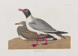 Ilustracja z „Birds of America” autorstwa John James Audubon
