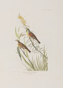 Ilustracja z „Birds of America” autorstwa John James Audubon