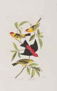 Ilustracja z „Birds of America” autorstwa John James Audubon