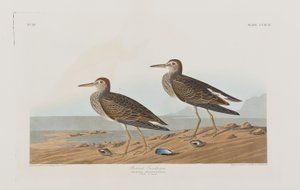 Ilustracja z "Ptaków Ameryki autorstwa John James Audubon