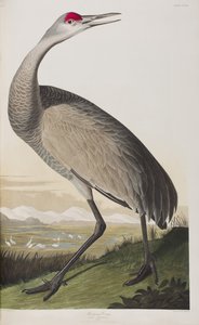 Ilustracja z „Birds of America” autorstwa John James Audubon