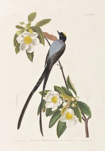 Ilustracja z „Birds of America” autorstwa John James Audubon