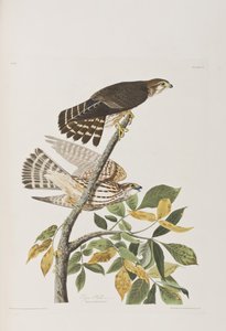 Ilustracja z „Birds of America” autorstwa John James Audubon
