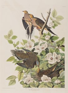 Ilustracja z „Birds of America” autorstwa John James Audubon