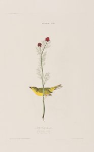 Ilustracja z „Birds of America” autorstwa John James Audubon