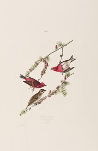 Ilustracja z „Birds of America” autorstwa John James Audubon