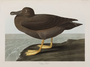 Ilustracja z „Birds of America” autorstwa John James Audubon