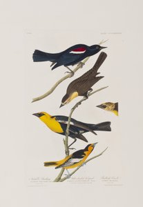 Ilustracja z „Birds of America” autorstwa John James Audubon