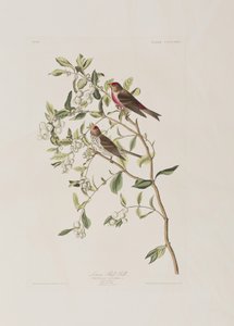 Ilustracja z „Birds of America” autorstwa John James Audubon