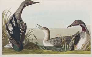 Ilustracja z „Birds of America” autorstwa John James Audubon