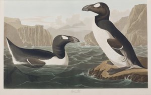 Ilustracja z „Birds of America” autorstwa John James Audubon