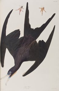 Ilustracja z „Birds of America” autorstwa John James Audubon