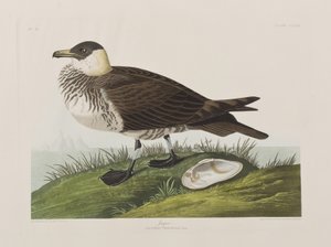 Ilustracja z „Birds of America” autorstwa John James Audubon