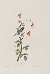 Ilustracja z „Birds of America” autorstwa John James Audubon