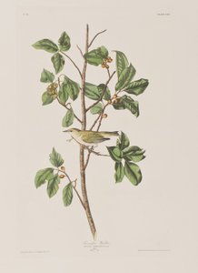 Ilustracja z „Birds of America” autorstwa John James Audubon